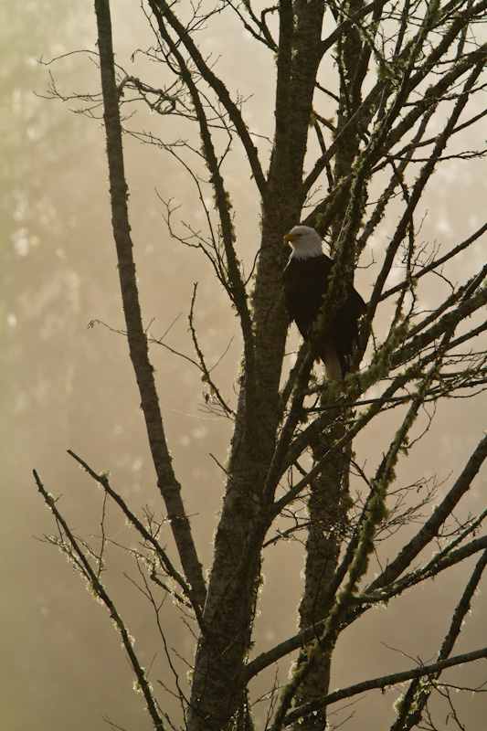 Bald Eagle In Tree